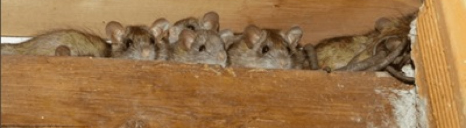 ratpestcontrolperth