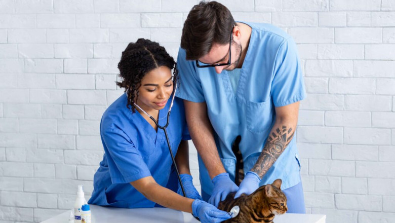 Pet Emergency & Trauma Services – 24/7 Urgent Care For Expert Your Pets