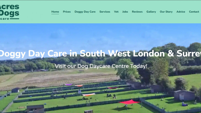 Why Early Socialisation Matters: How Doggy Day Care Supports Healthy Development