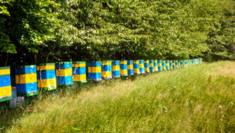 How Windbreaks Help Prevent Bee Nesting