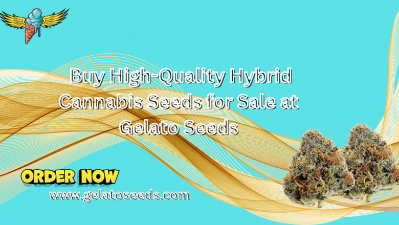 Buy High-Quality Hybrid Cannabis Seeds for Sale at Gelato Seeds