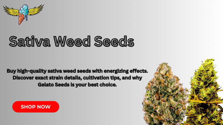 The Complete Guide to Sativa Weed Seeds: Top Strains & Growing Tips