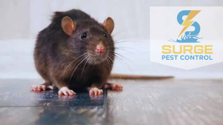 Top 5 Signs You Need a Rodent Control Company in Georgetown