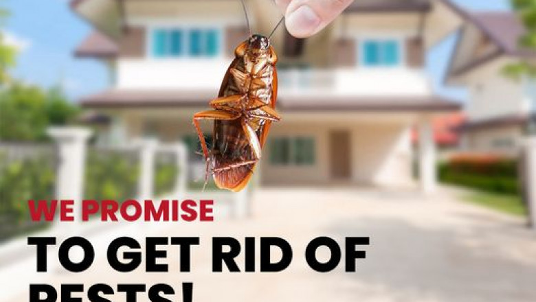 No Bugs, No Bond Deductions: End of Lease Pest Control Tips