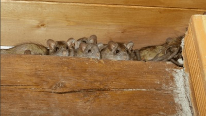 Rodent Control Perth: How to Spot the First Signs of a Rat or Mouse Infestation